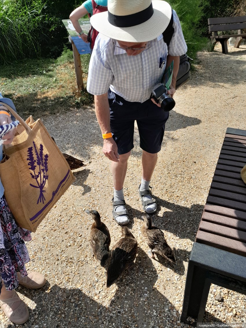 Как Басики по птичьему заповеднику гуляли