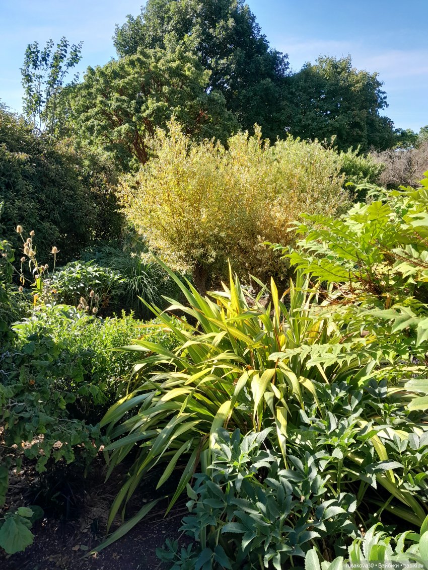 Людвиг, Нильсон и Нюша едут в Кембридж