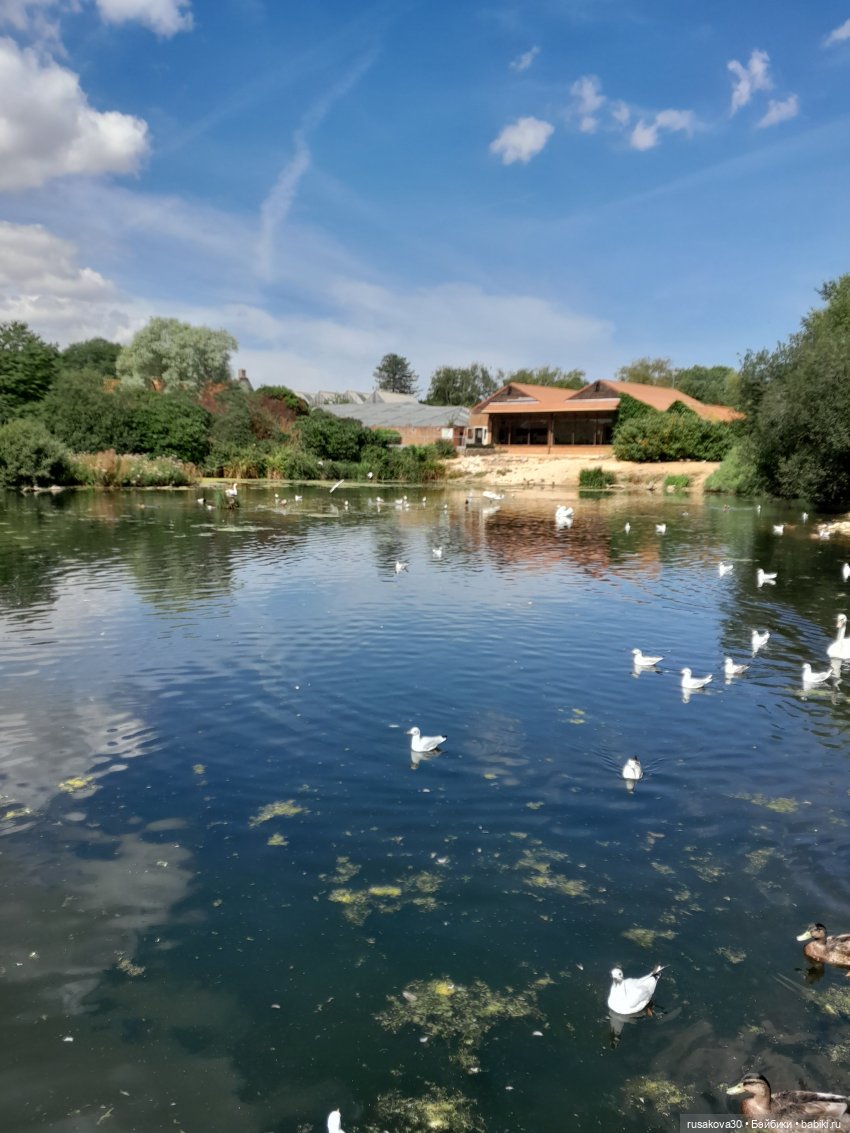 Как Басики по птичьему заповеднику гуляли