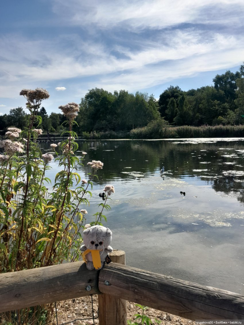 Как Басики по птичьему заповеднику гуляли