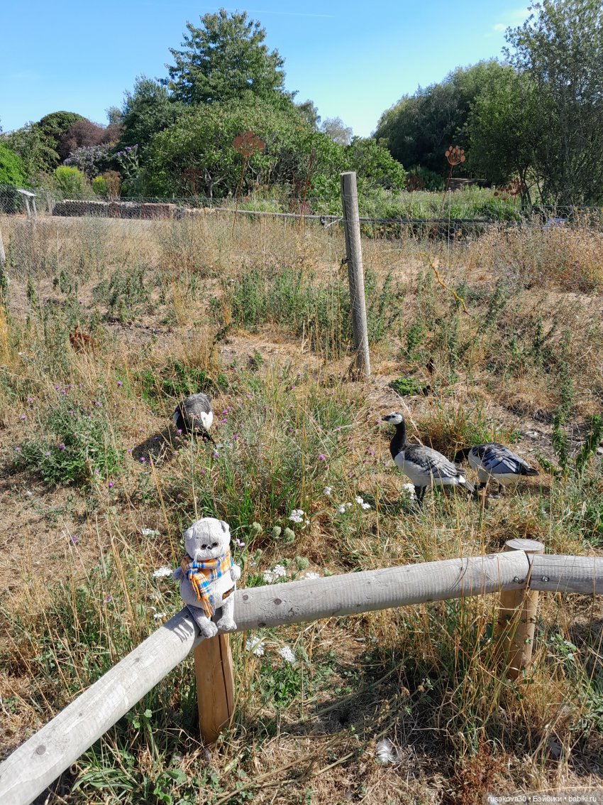 Как Басики по птичьему заповеднику гуляли