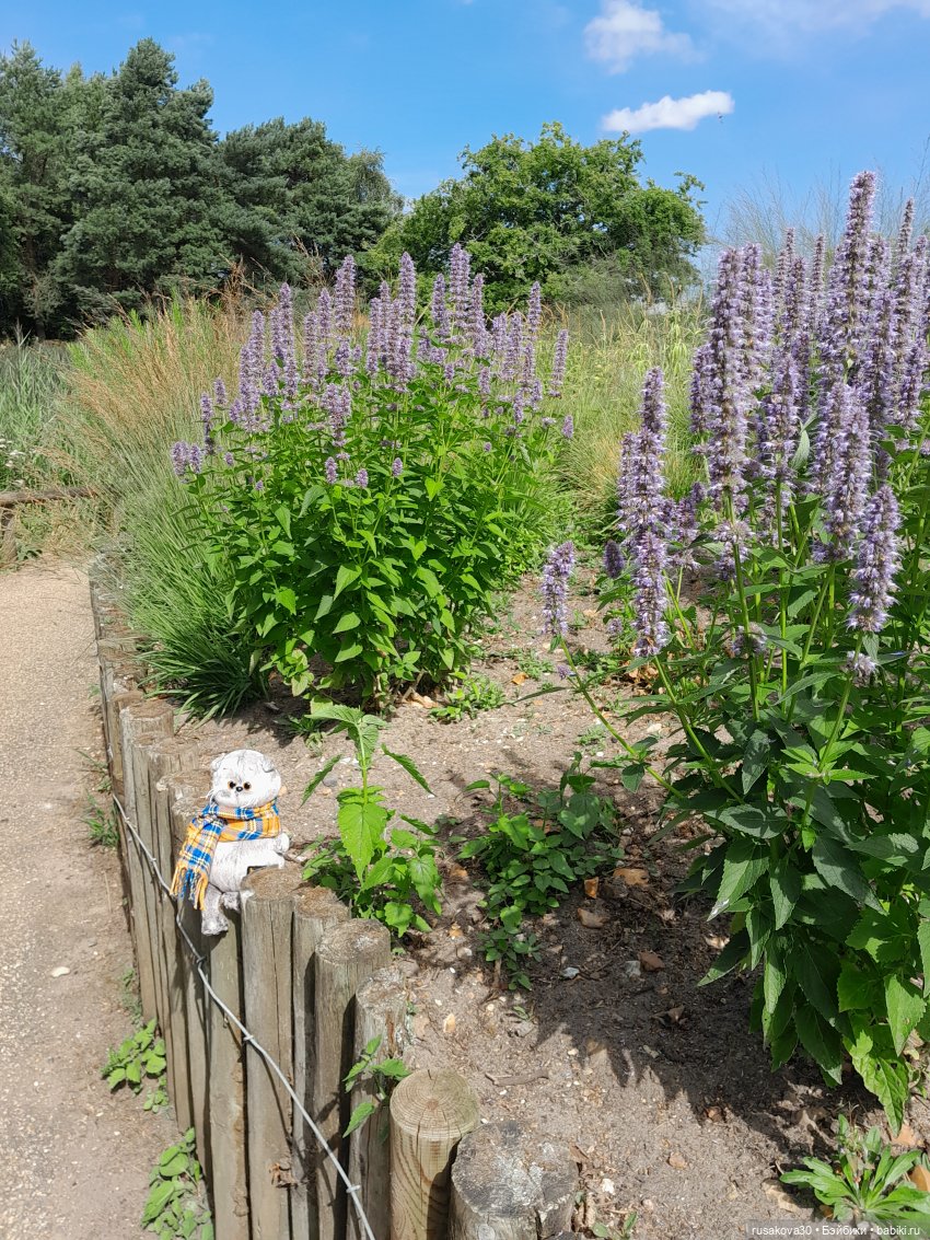 Как Басики по птичьему заповеднику гуляли