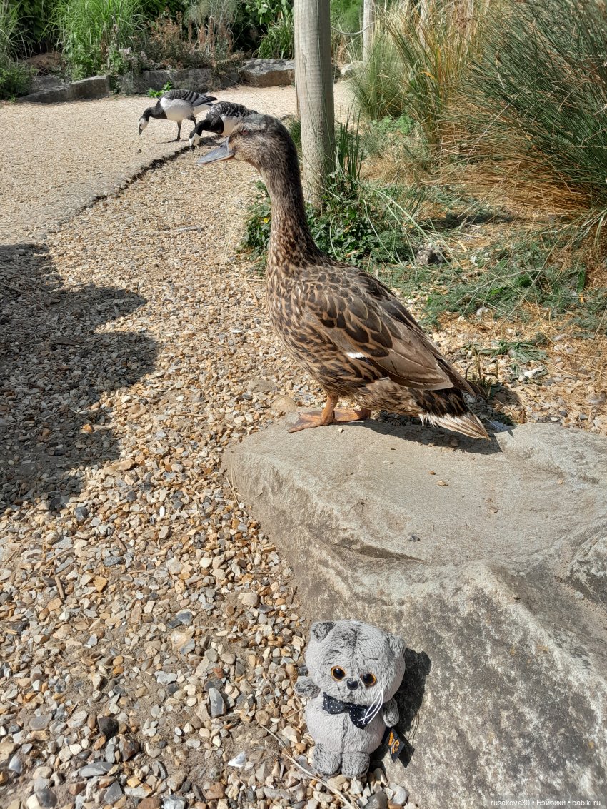 Как Басики по птичьему заповеднику гуляли