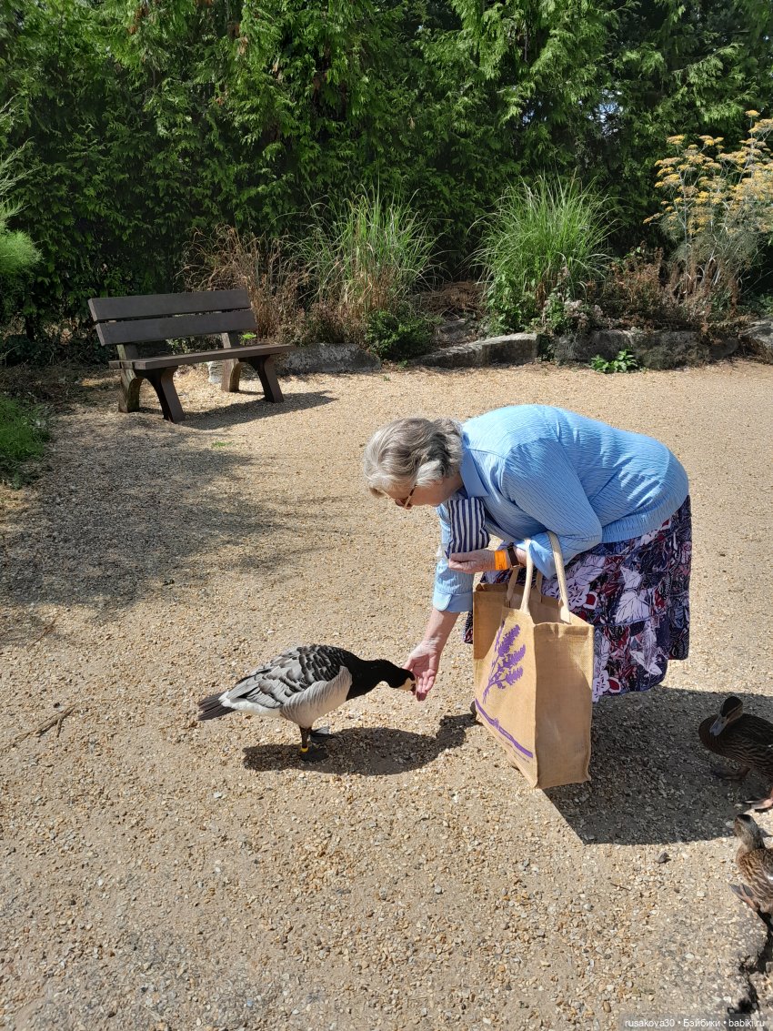 Как Басики по птичьему заповеднику гуляли
