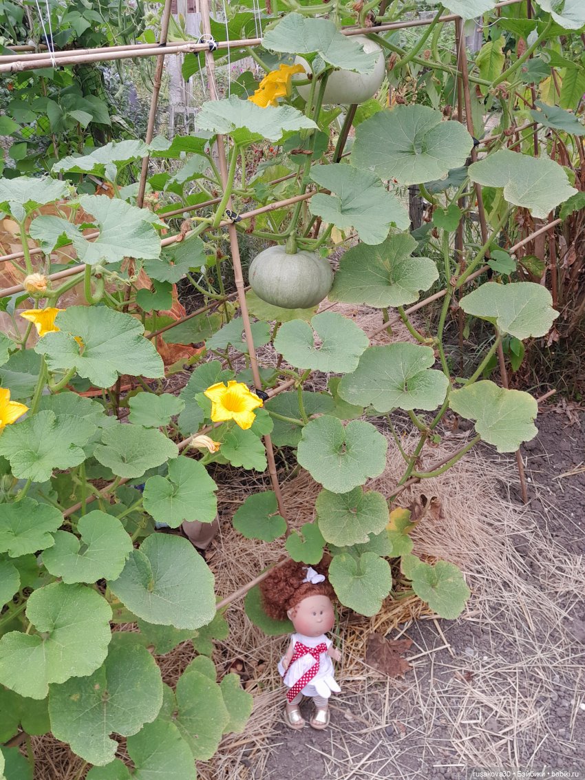 Сами садик мы садили... сами будем поливать (фото 3)