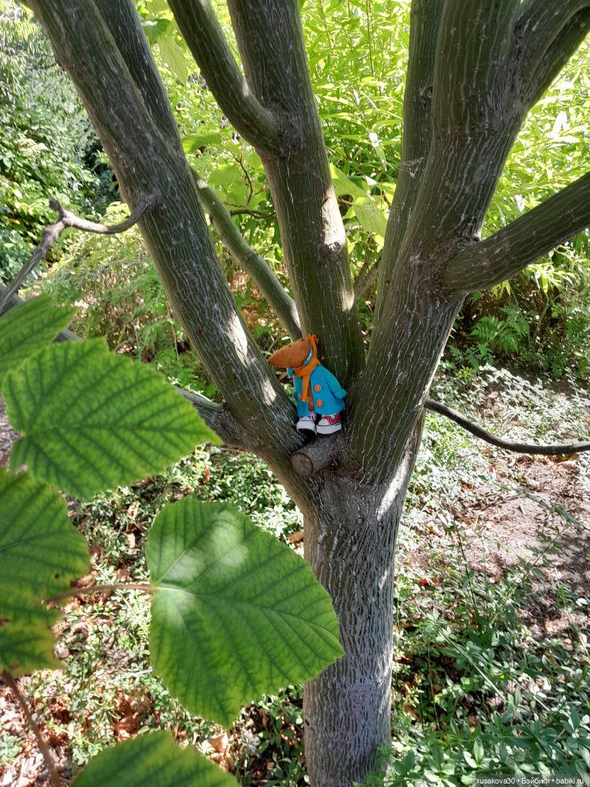 Людвиг, Нильсон и Нюша едут в Кембридж