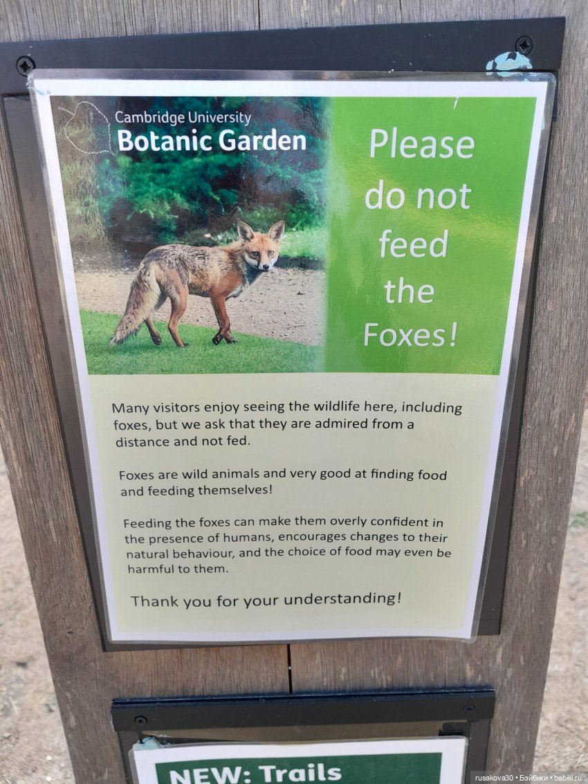 Людвиг, Нильсон и Нюша едут в Кембридж , продолжение прогулки