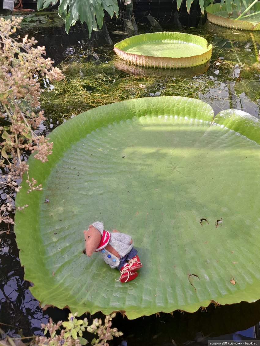 Людвиг, Нильсон и Нюша едут в Кембридж , продолжение прогулки (фото 10)