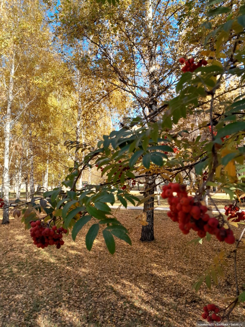 Ура! Я опять на сайте — Кот Басик