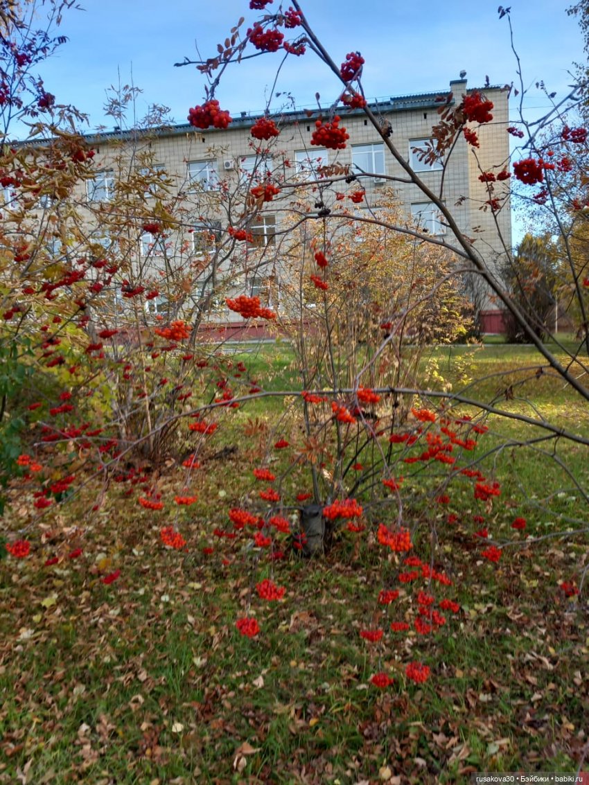 Новосибирский Академгородок ,прогулка с Басиками (фото 9)