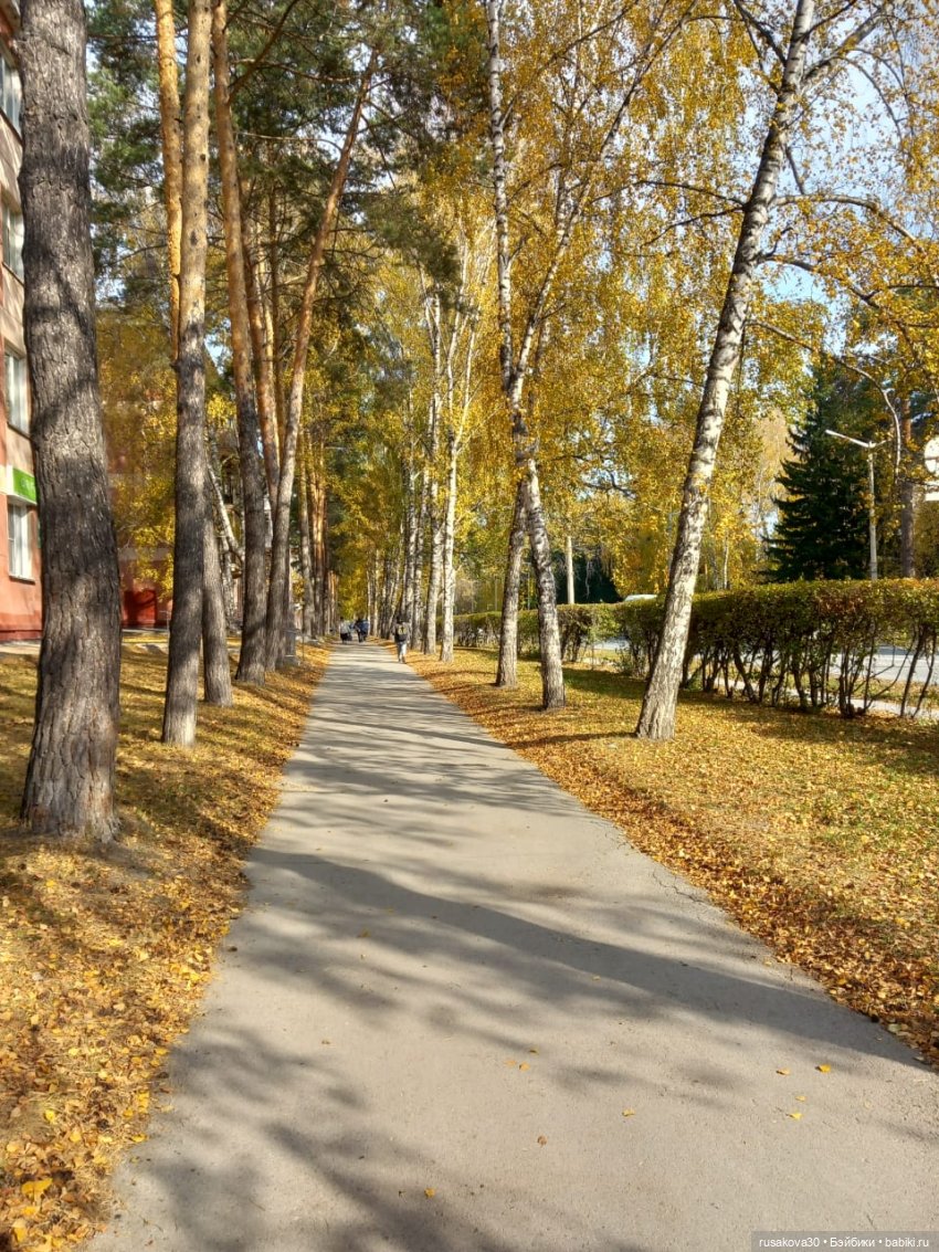 Новосибирский Академгородок ,прогулка с Басиками (фото 5)