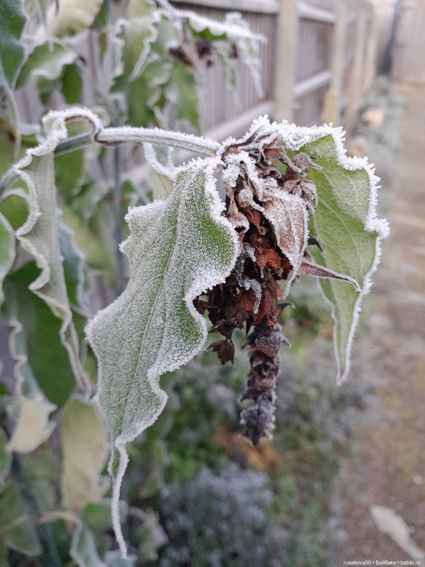 Прогулки Людвига и Нильса (фото 5)