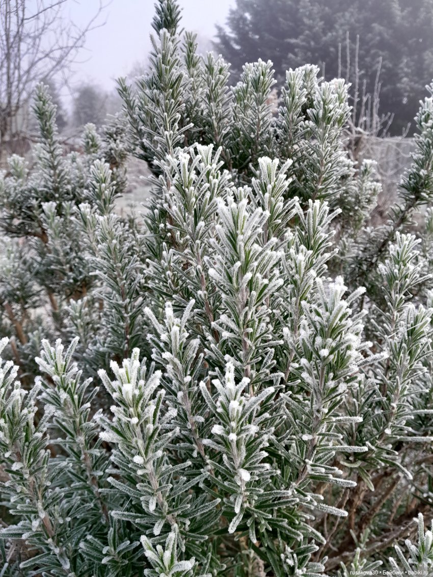 Прогулки Людвига и Нильса (фото 3)