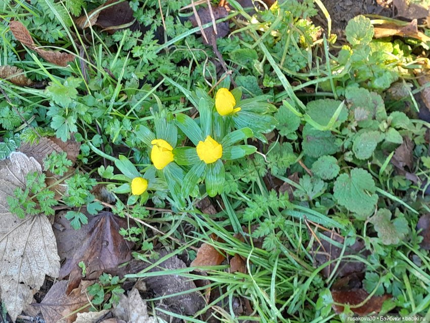 Прогулки Людвига и Нильса