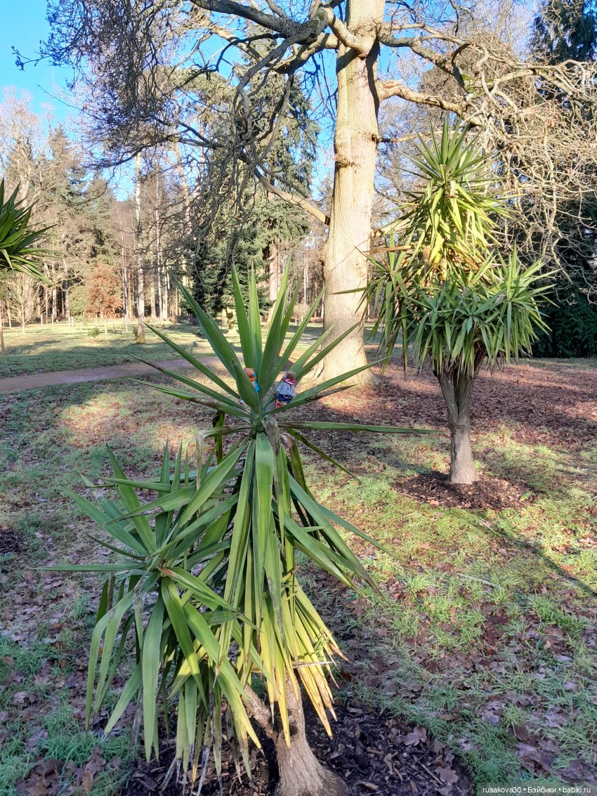 Прогулки Людвига и Нильса