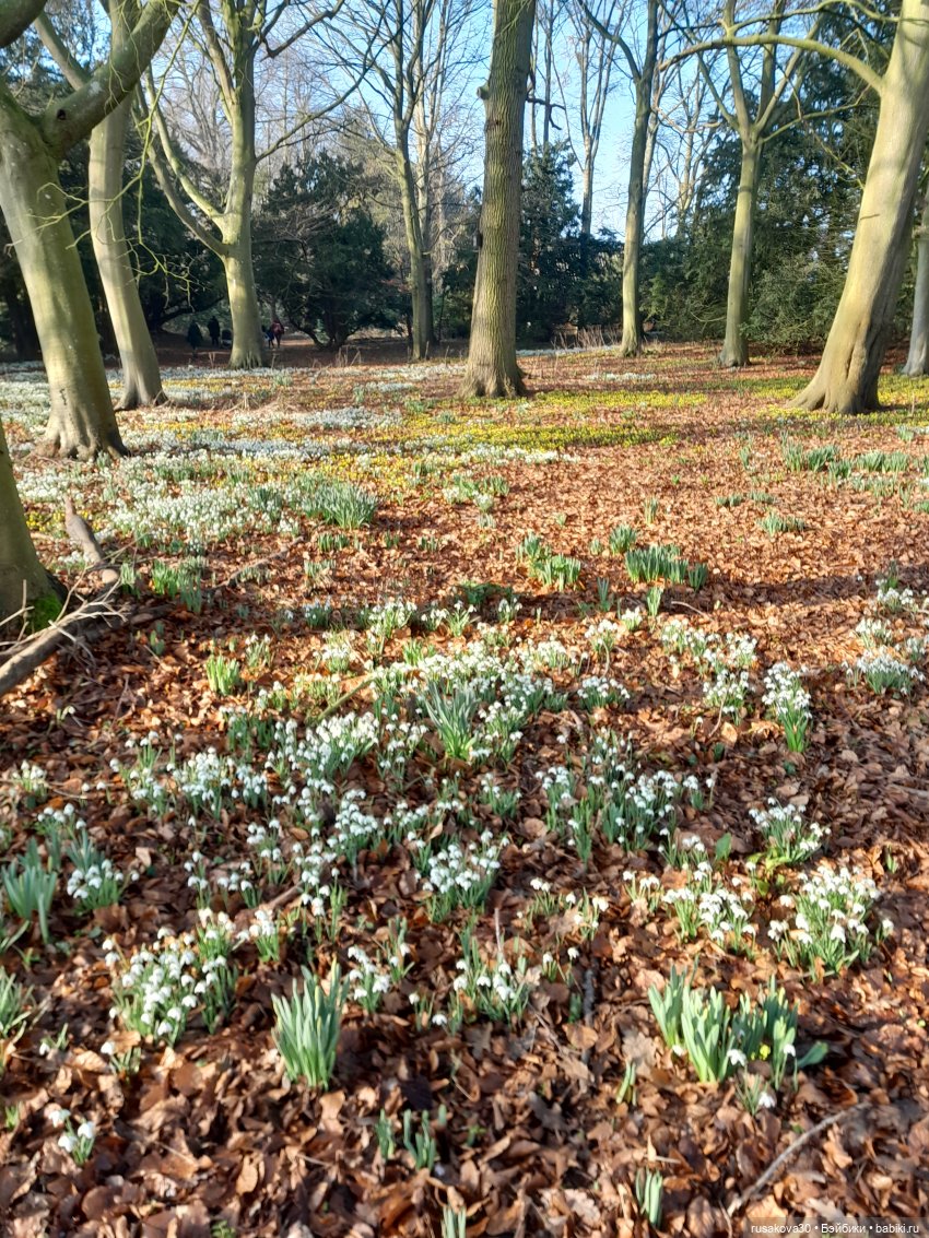 Поход за подснежниками (попытка №2) (фото 4)