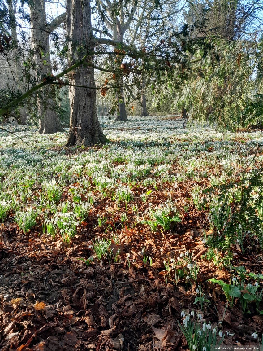 Поход за подснежниками (попытка №2)