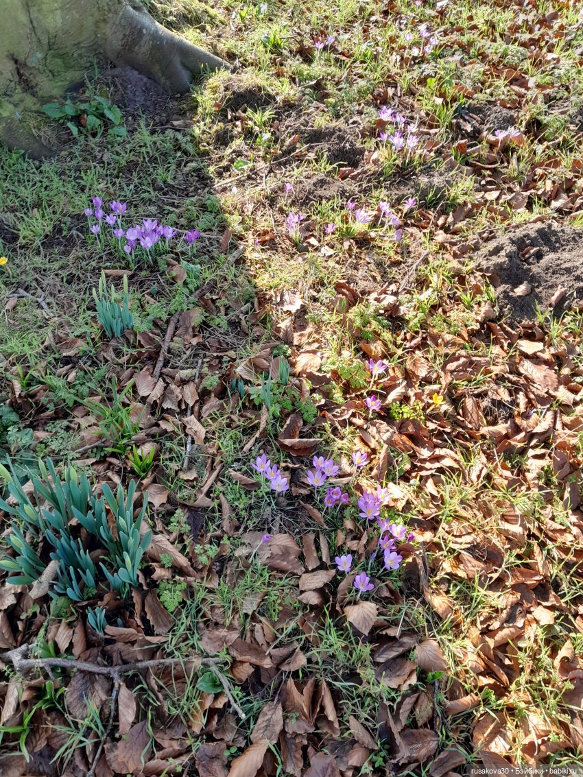 Поход за подснежниками (попытка №2)