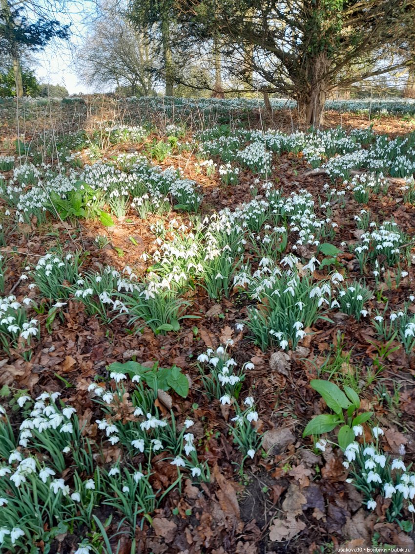 Поход за подснежниками (попытка №2) (фото 10)