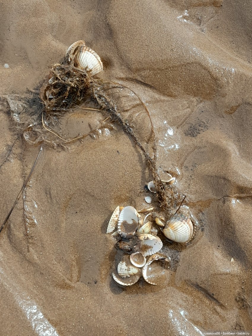 Борис и Басики у моря — Кот Басик