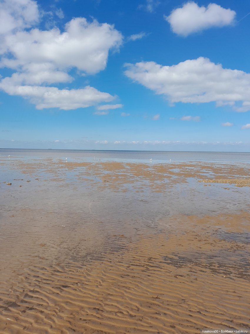 Борис и Басики у моря — Кот Басик (фото 6)