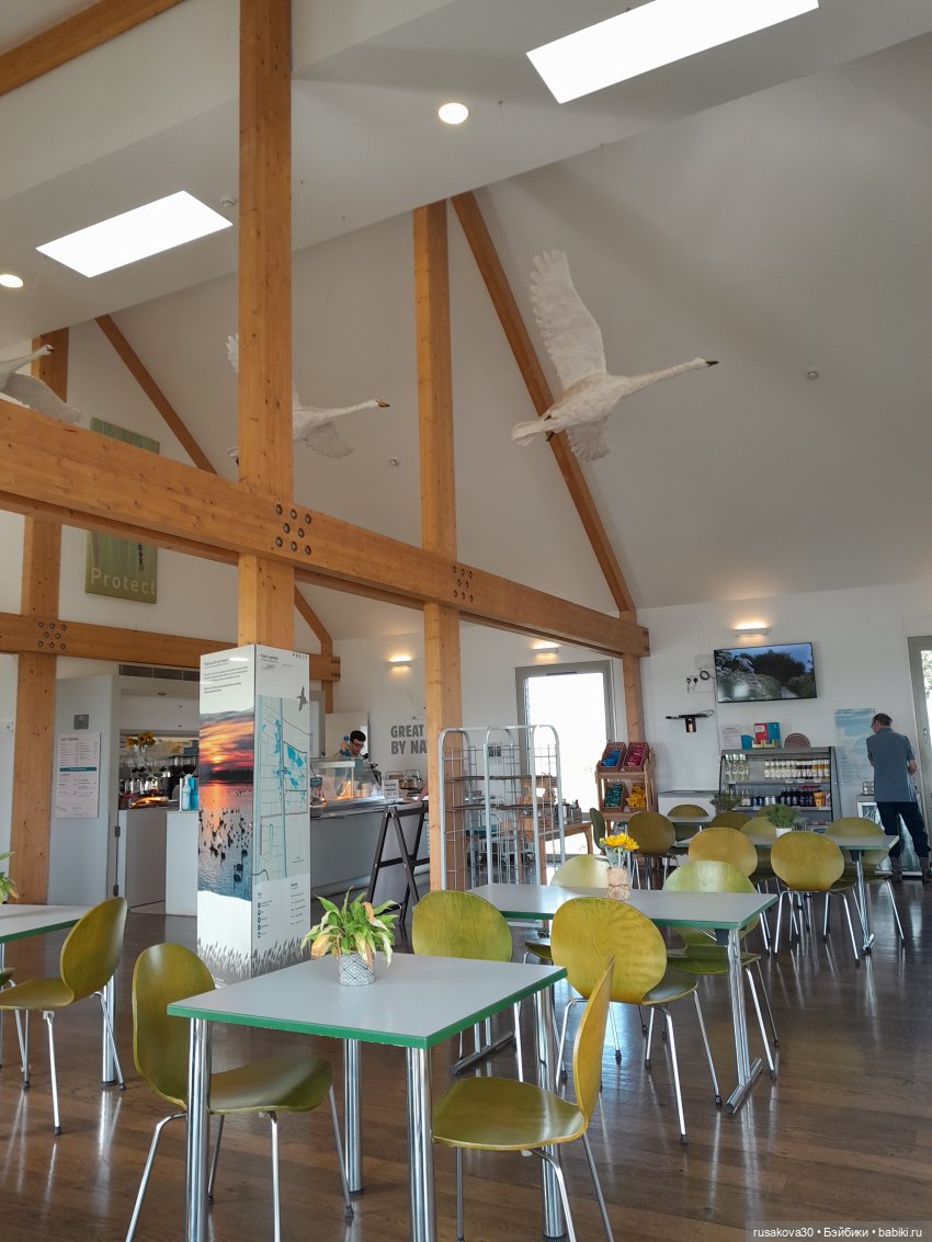 Басики - натуралисты — Кот Басик