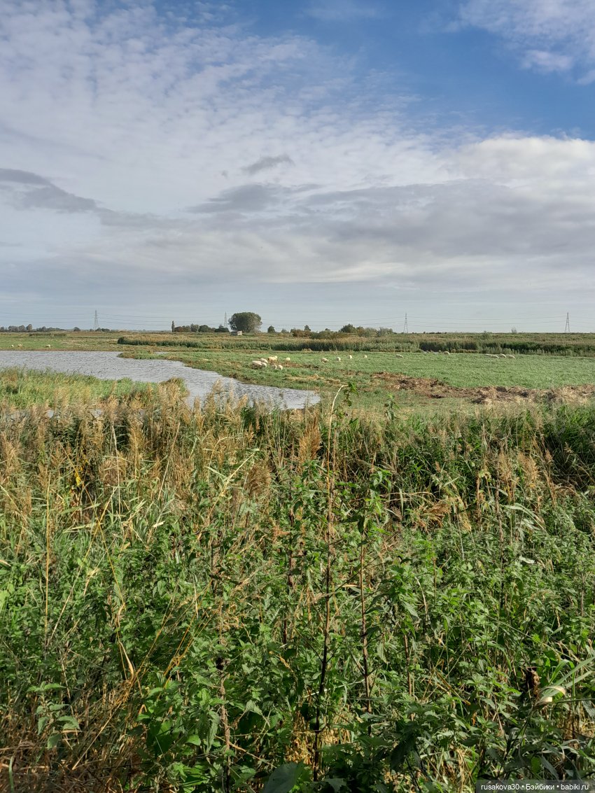 Басики - натуралисты — Кот Басик