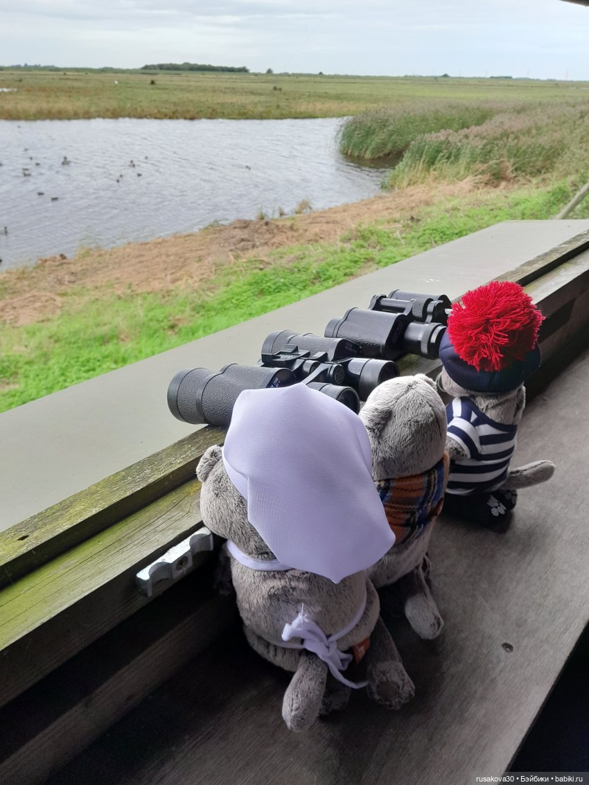 Басики - натуралисты — Кот Басик