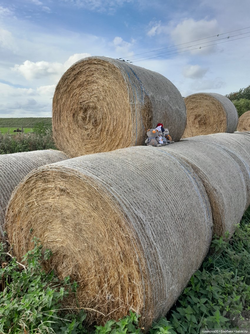 Басики - натуралисты — Кот Басик