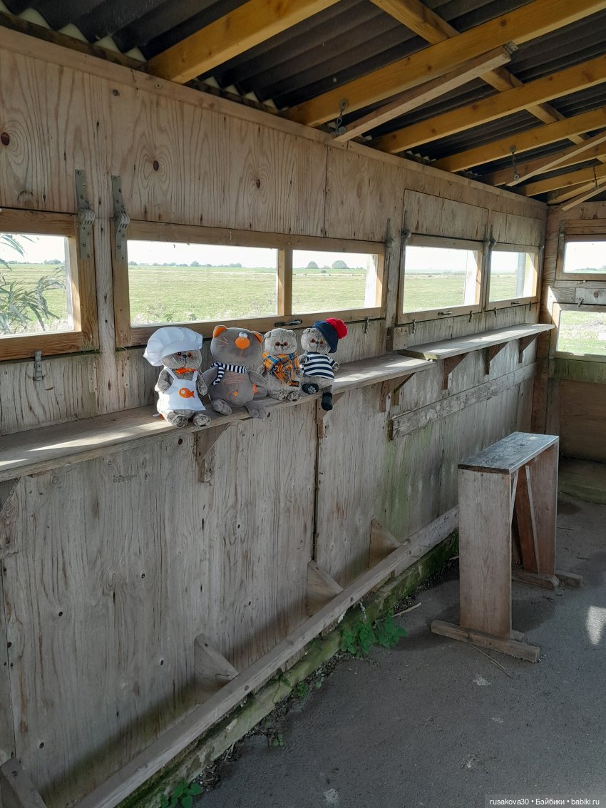 Басики - натуралисты — Кот Басик