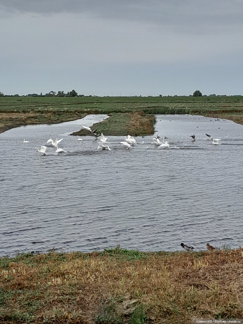 Басики - натуралисты — Кот Басик