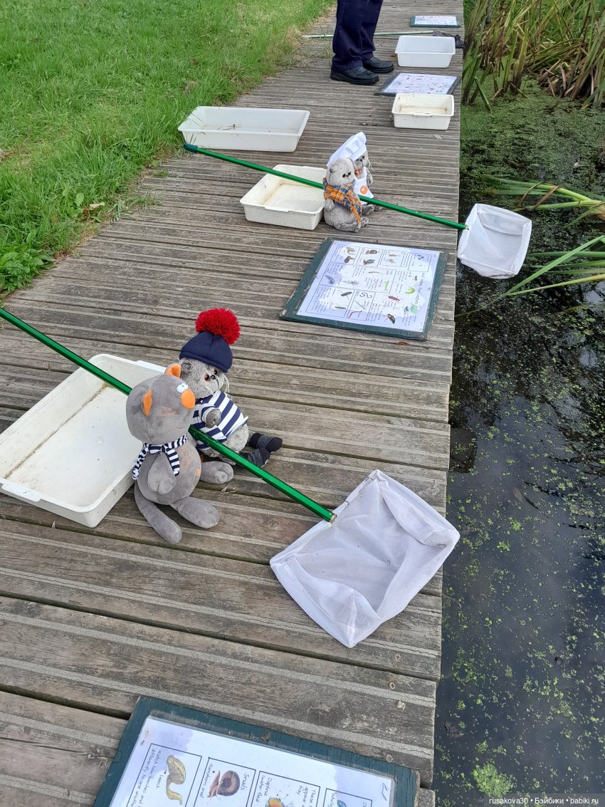 Басики - натуралисты — Кот Басик