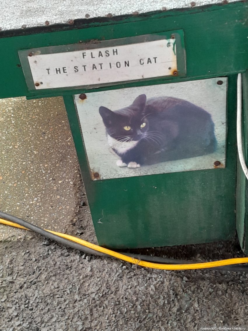 Людвиг и Нильс на выставке