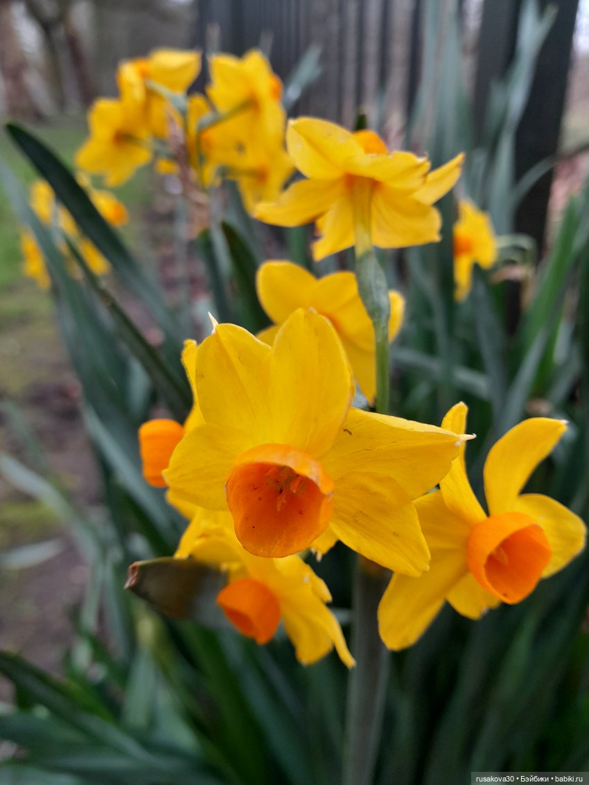 Первая прогулка Снежки — Куклы Disney Animators и Принцессы Диснея: Disney Store (фото 6)