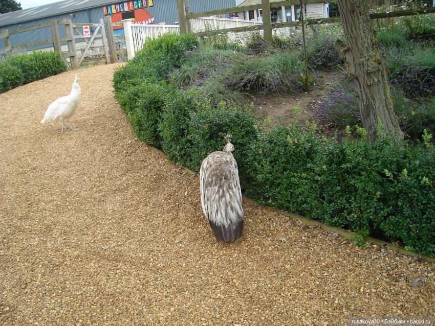 Гермиона путешествует — Куклы Harry Potter (Гарри Поттер) Mattel: Wizarding World