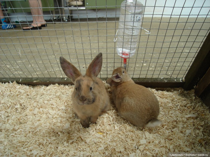 Гермиона путешествует — Куклы Harry Potter (Гарри Поттер) Mattel: Wizarding World