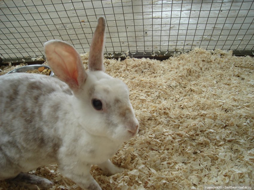 Гермиона путешествует — Куклы Harry Potter (Гарри Поттер) Mattel: Wizarding World