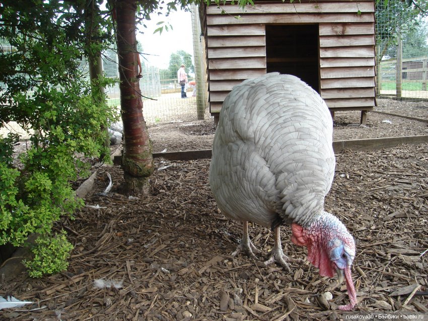 Гермиона путешествует — Куклы Harry Potter (Гарри Поттер) Mattel: Wizarding World