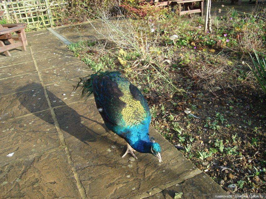 Гермиона путешествует — Куклы Harry Potter (Гарри Поттер) Mattel: Wizarding World