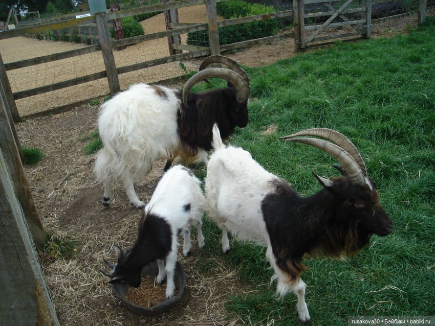 Гермиона путешествует — Куклы Harry Potter (Гарри Поттер) Mattel: Wizarding World