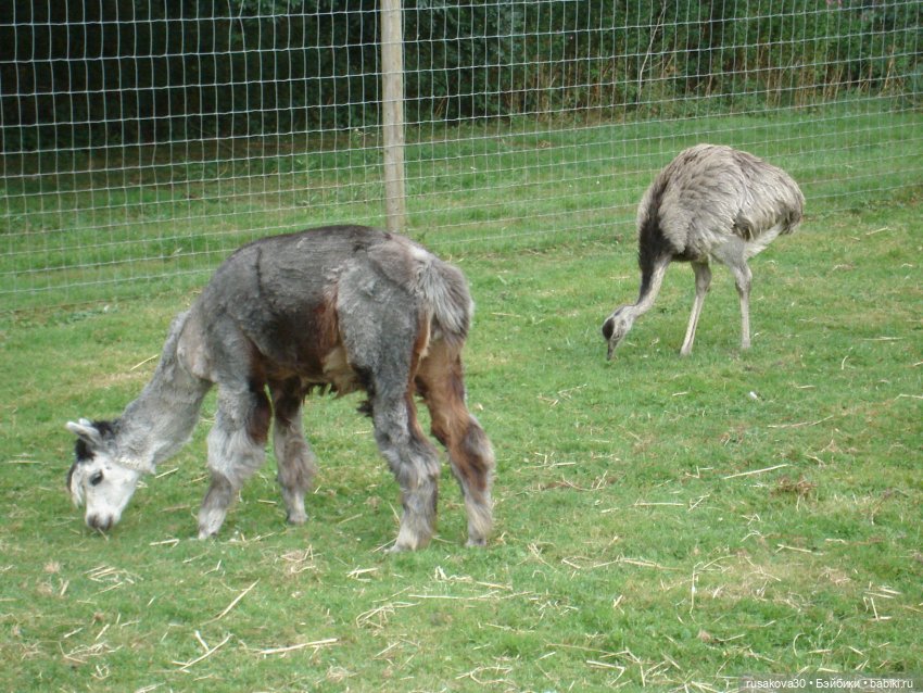 Гермиона путешествует — Куклы Harry Potter (Гарри Поттер) Mattel: Wizarding World