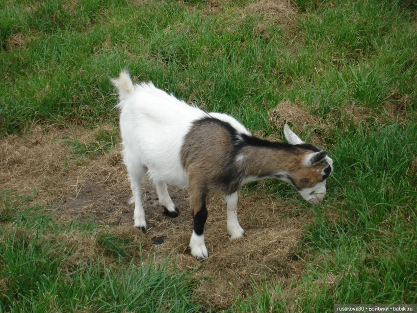 Гермиона путешествует — Куклы Harry Potter (Гарри Поттер) Mattel: Wizarding World