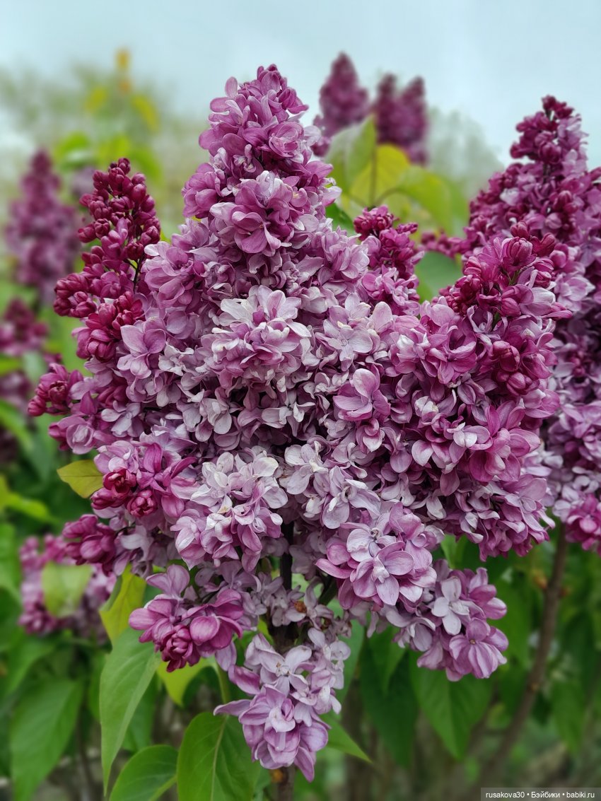 Гермиона путешествует — Куклы Harry Potter (Гарри Поттер) Mattel: Wizarding World (фото 5)