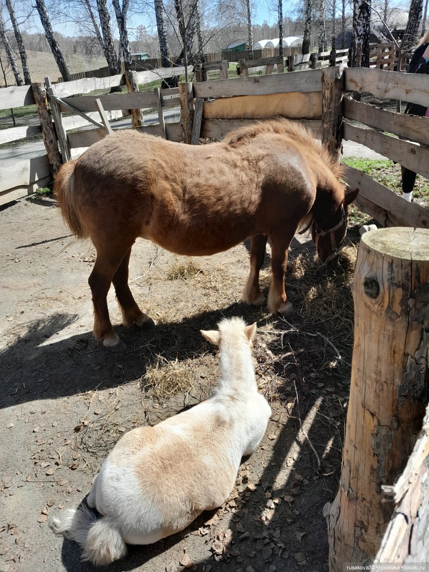 Как Людвиг и Нильс с друзьями в Мира парк ездили