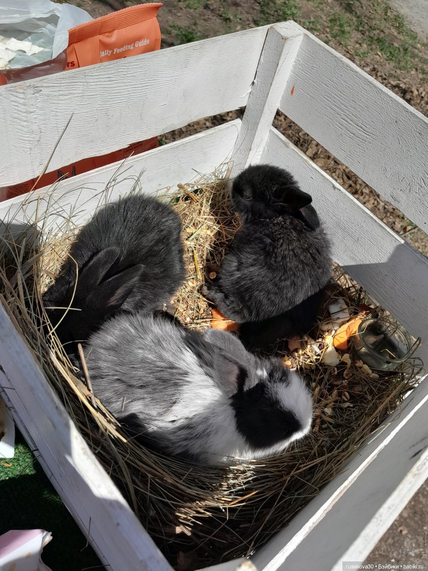 Как Людвиг и Нильс с друзьями в Мира парк ездили