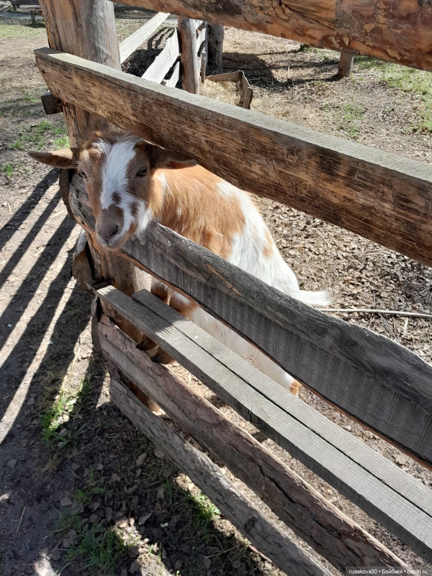 Как Людвиг и Нильс с друзьями в Мира парк ездили