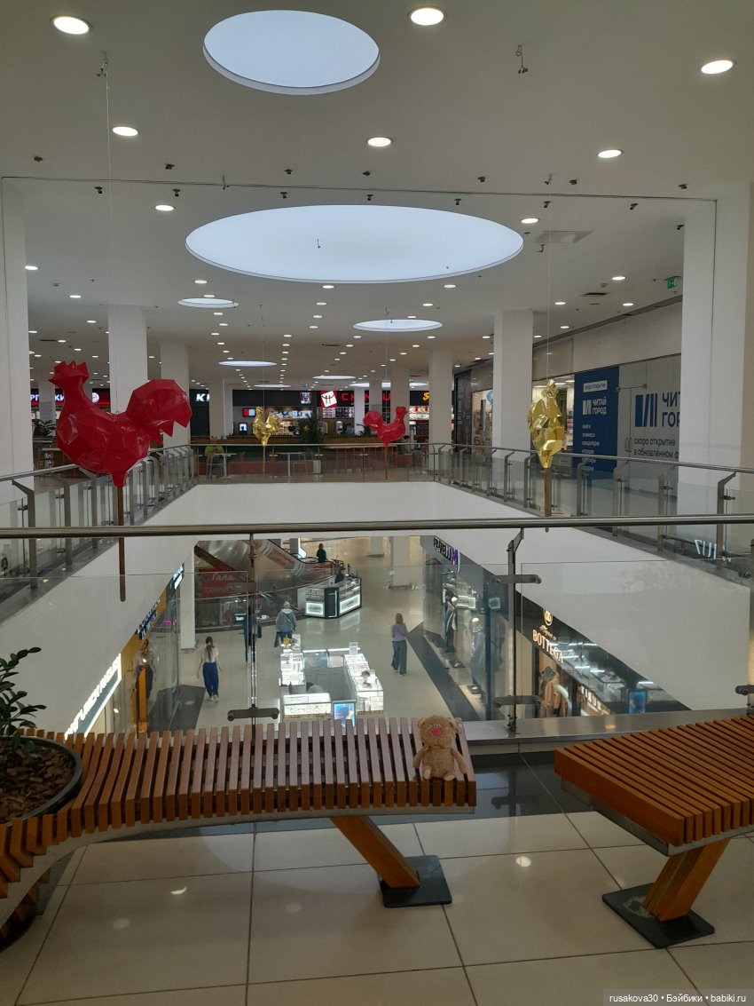 Кот Какао на прогулке — Кот Басик (фото 4)