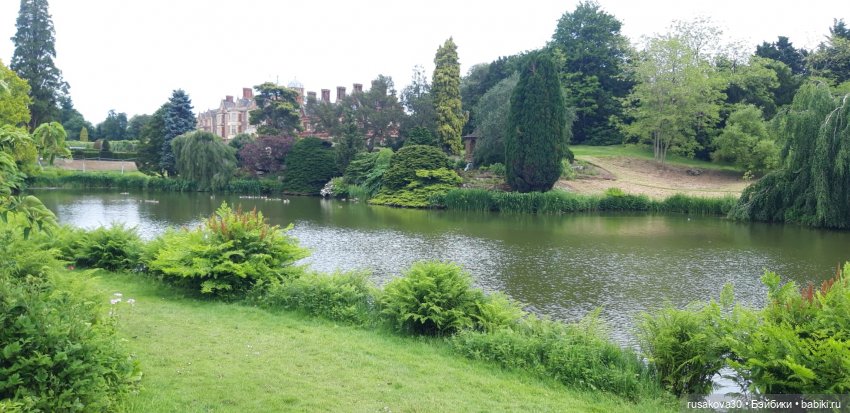 Малыши Басики и цветущие рододе́ндроны