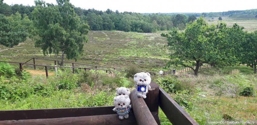 Малыши Басики и цветущие рододе́ндроны