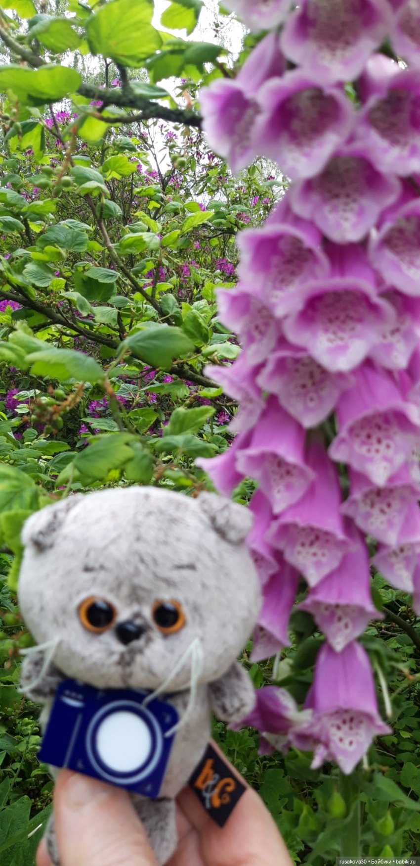 Малыши Басики и цветущие рододе́ндроны